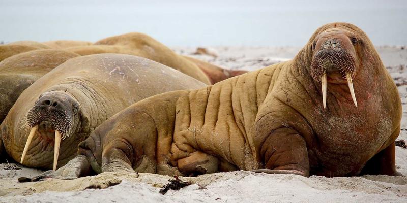 徐州高新区知识产权质押融资操作指南：高新技术企业融资新路径